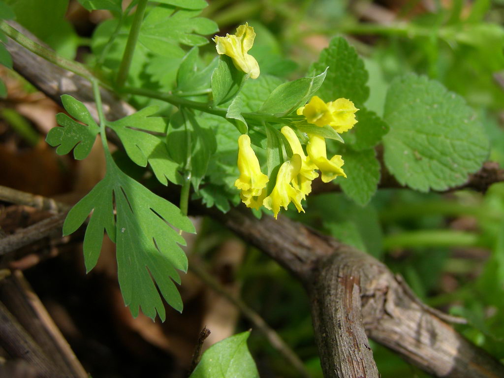 yellow corydalis